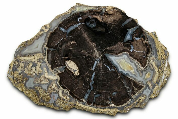 Petrified Wood (Schinoxylon) Round - Blue Forest, Wyoming #334997